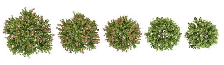 PSD sammlung von glänzenden abelia-pflanzen mit durchsichtigem hintergrund von oben aus