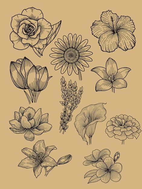 Sammlung von handgezeichneten Blumenillustrationen