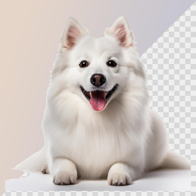 PSD samoyed aislado sobre un fondo transparente