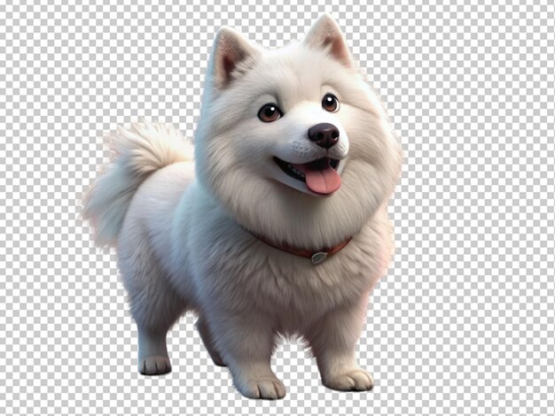 PSD samoyed branco e bonito.