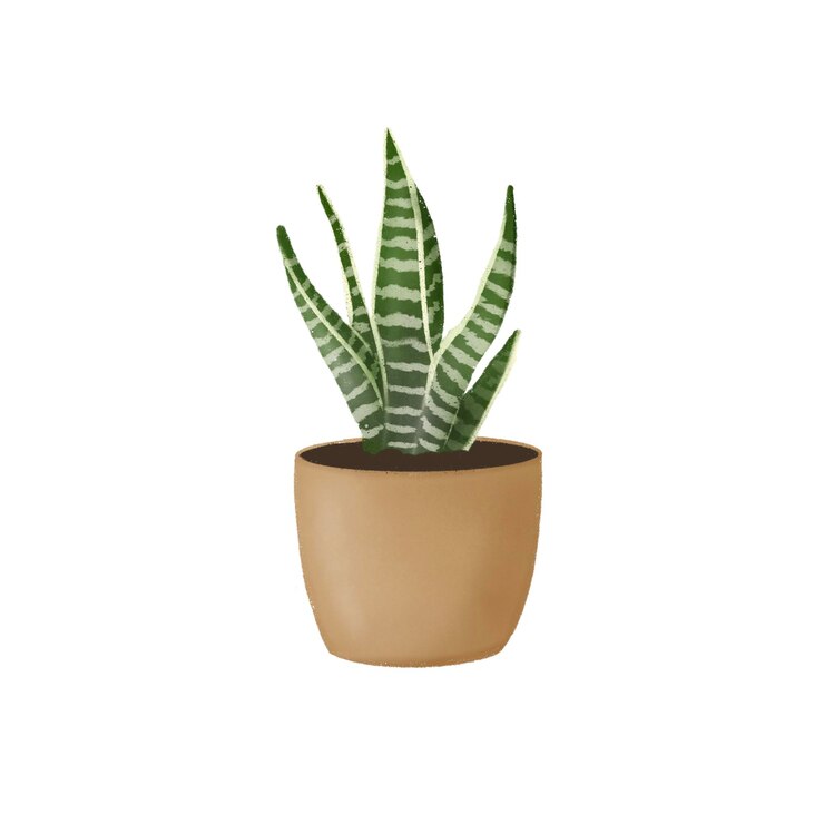 Sansevieria in vaso Pianta da appartamento in vaso Decorazione verde naturale per la casa e gli interni