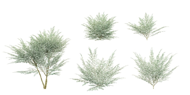 Satz von vielfältigen Privet-Pflanzen, die auf einem transparenten Hintergrund 3D-Rendering isoliert sind