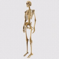 PSD sauberes und realistisches 3d-skelett des menschlichen körpers