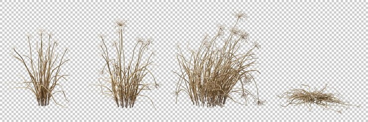 PSD savanna dried grass field cutout backgrounds 3d illustration