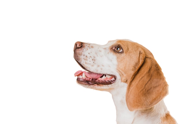 Scena con cane marrone e bianco