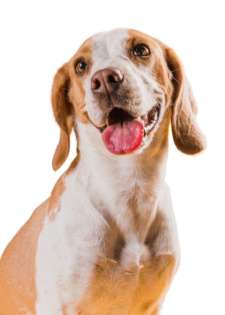 PSD scena con un cane marrone e bianco