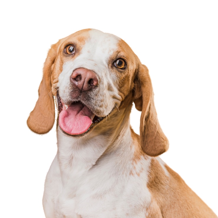PSD scena con un cane marrone e bianco