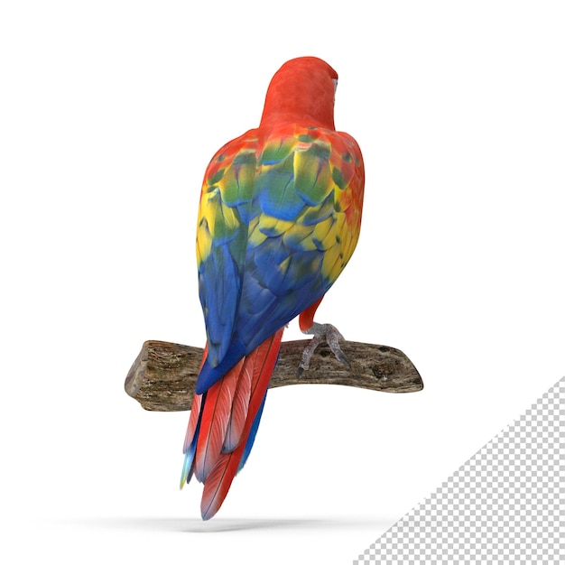 Scharlachroter Ara PNG