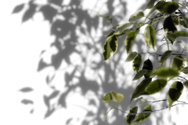 Schattenbaum mit Blättern auf einem PNG-Hintergrund