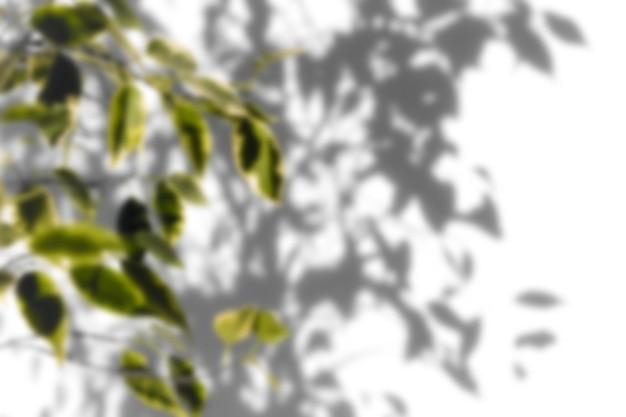 Schattenbaum mit Blättern auf einem PNG-Hintergrund