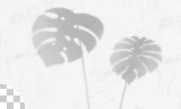 Schattenüberlagerungseffekt der transparenten Blätter
