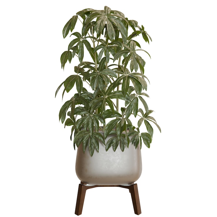 PSD schefflera plant in a modern pot with wooden stand