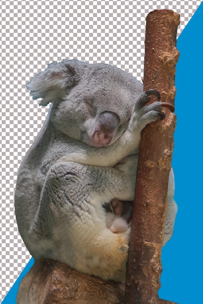 Schlafender Koala