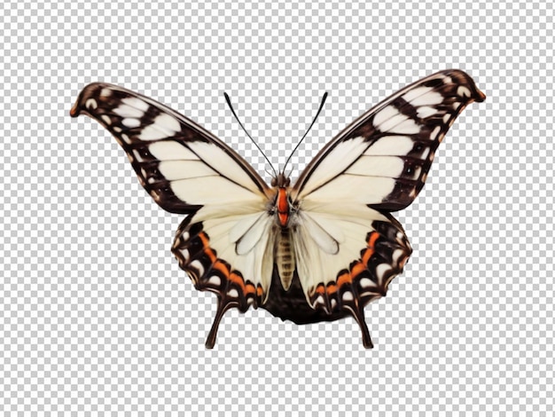 Schmetterling mit weißem Hintergrund