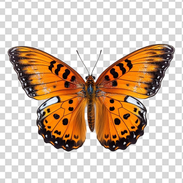 Schmetterling png