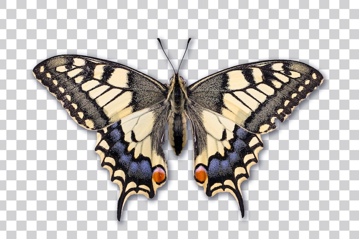 PSD schmetterling psd isoliert