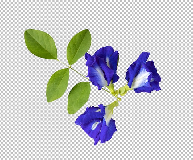 Schmetterlingserbsenblumen isoliert auf Alphaschicht