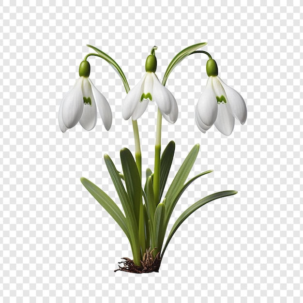 PSD schneeglöckchenblume png isoliert auf durchsichtigem hintergrund