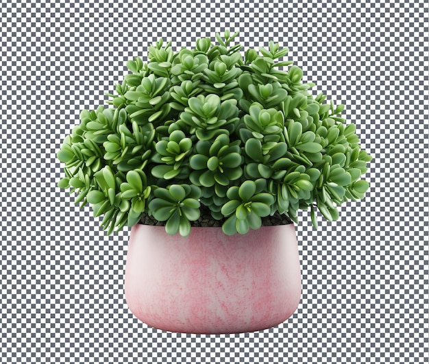 Schön aussehende dekorative Crassula-Pflanze, isoliert auf durchsichtigem Hintergrund