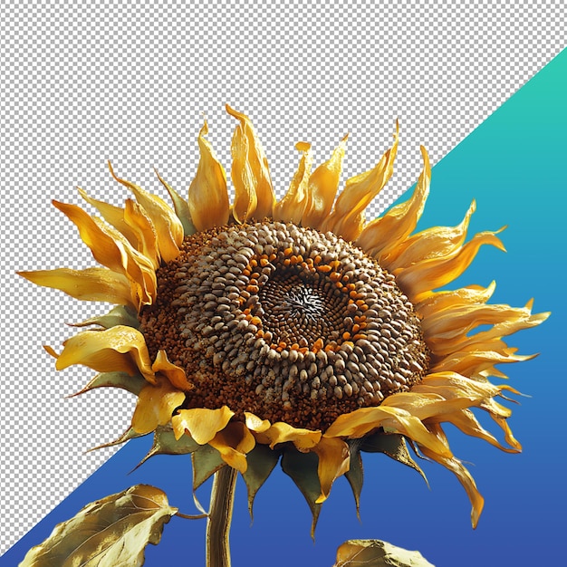 Schöne Blume PNG