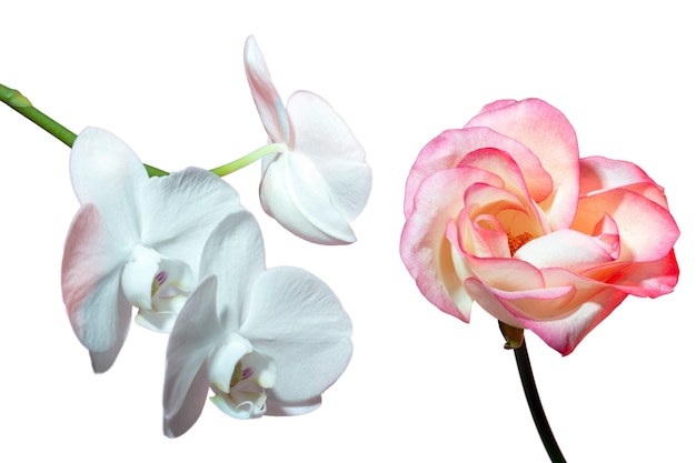Schöne Blumenarrangements