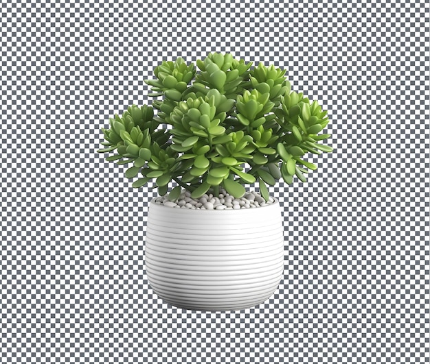 Schöne Crassula-Pflanze auf durchsichtigem Hintergrund