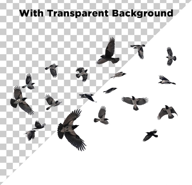 Schöne fliegende Vögel PNG