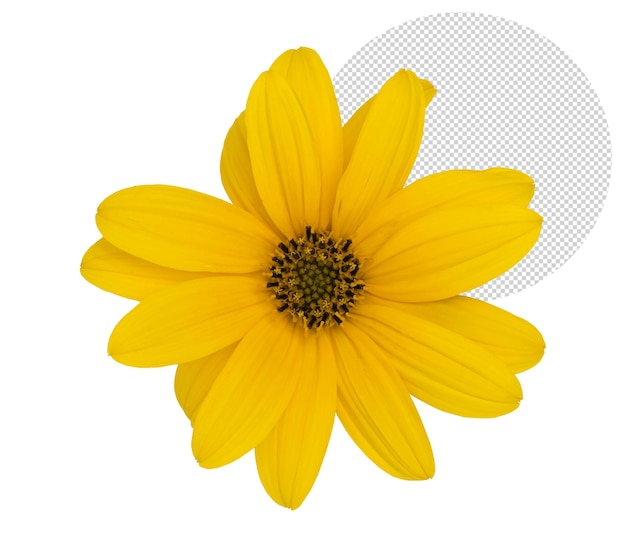 Schöne gelbe Blume für die Komposition im Frühjahr