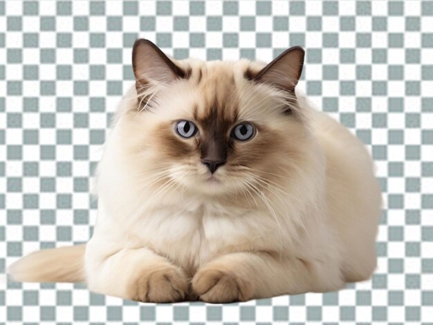 PSD schöne katze png