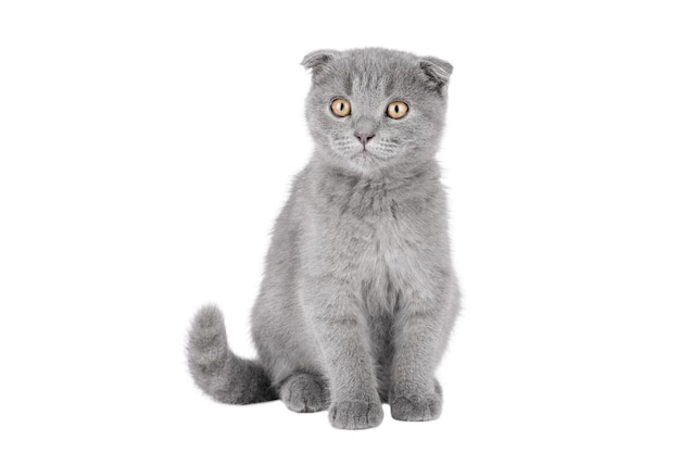 Schöne Katze