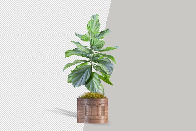 Schöne Pflanze 3D-Rendering isoliert