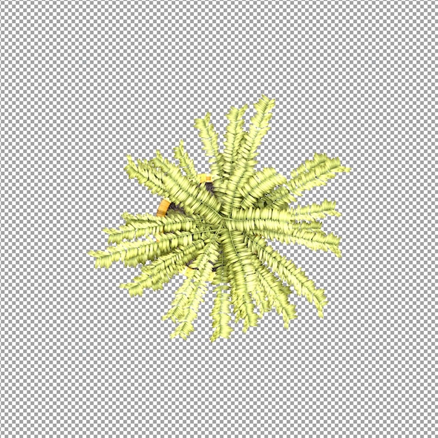 Schöne Pflanze in 3D-Rendering isoliert