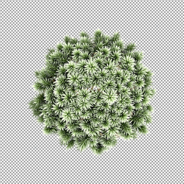 Schöne Pflanze in 3D-Rendering isoliert