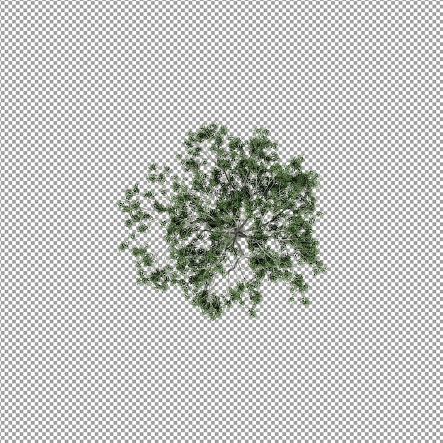 Schöne Pflanze in 3D-Rendering isoliert