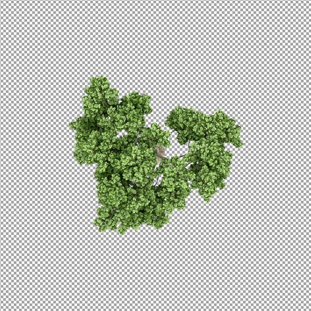 Schöne pflanze in 3d-rendering isoliert