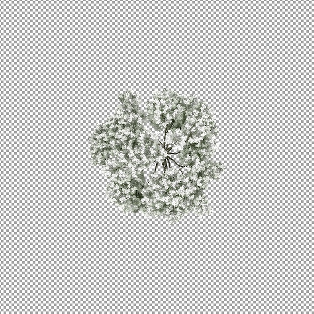 Schöne Pflanze in 3D-Rendering isoliert