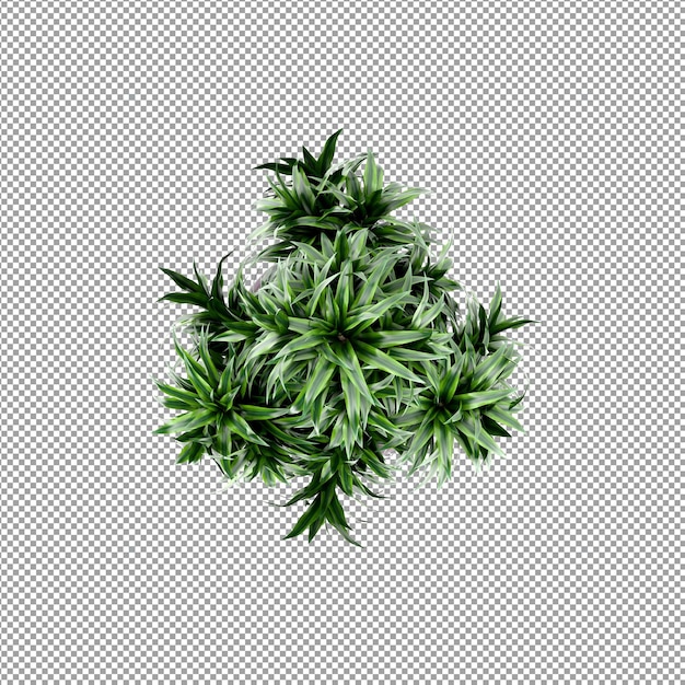 PSD schöne pflanze in 3d-rendering isoliert