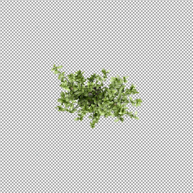 Schöne Pflanze in 3D-Rendering isoliert