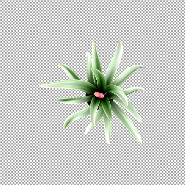 Schöne Pflanze in 3D-Rendering isoliert