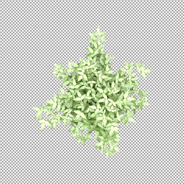 Schöne Pflanze in 3D-Rendering isoliert