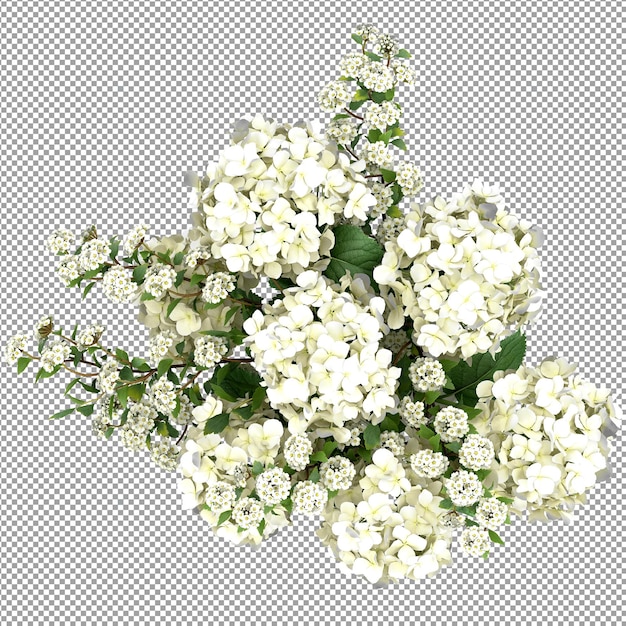 Schöne Pflanze in 3D-Rendering isoliert