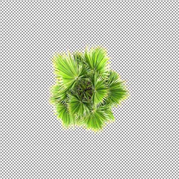 Schöne Pflanze in 3D-Rendering isoliert