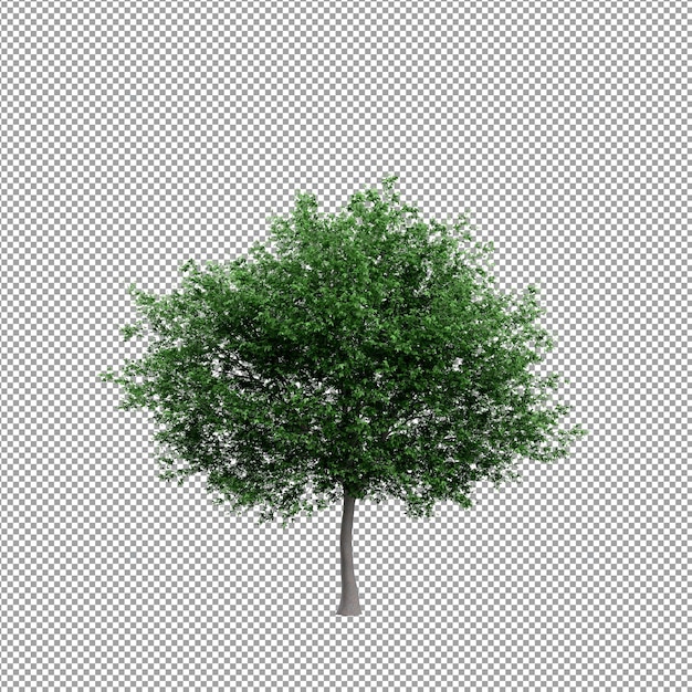 Schöne Pflanze in 3D-Rendering isoliert