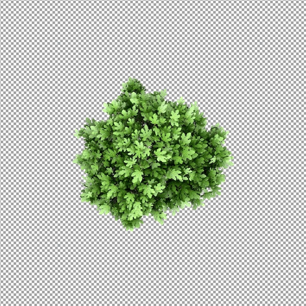Schöne Pflanze in 3D-Rendering isoliert