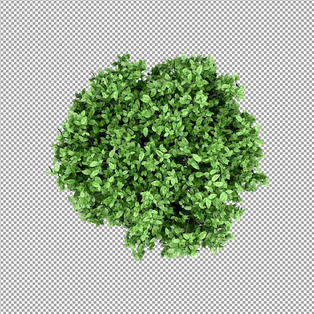 Schöne Pflanze in 3D-Rendering isoliert