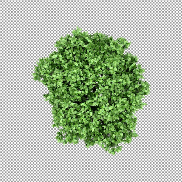 Schöne pflanze in 3d-rendering isoliert