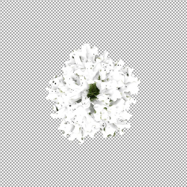 Schöne Pflanze in 3D-Rendering isoliert