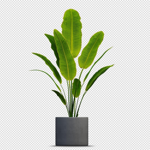 Schöne Pflanze in 3D-Rendering isoliert