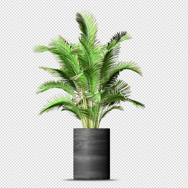 Schöne Pflanze in 3D-Rendering isoliert