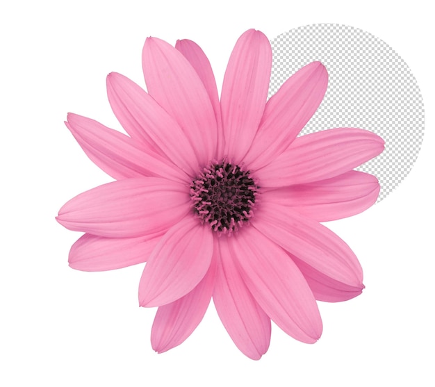 Schöne rosa Blume für die Komposition im Frühjahr
